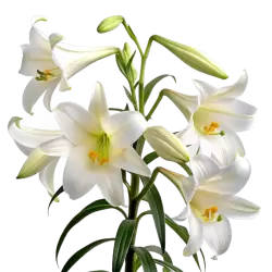 Imagen PNG para descargar